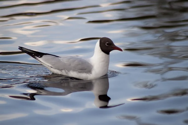 Gaviota — Foto de Stock