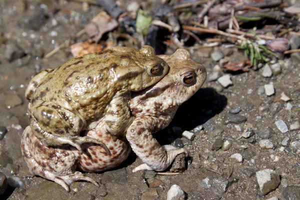 stock image Two frogs