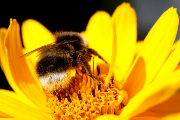 Big bee — Stock Photo, Image