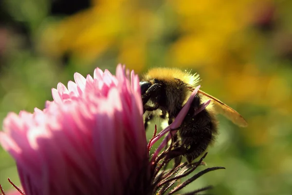 정원에서 분홍색 꽃에 꿀벌 — 스톡 사진