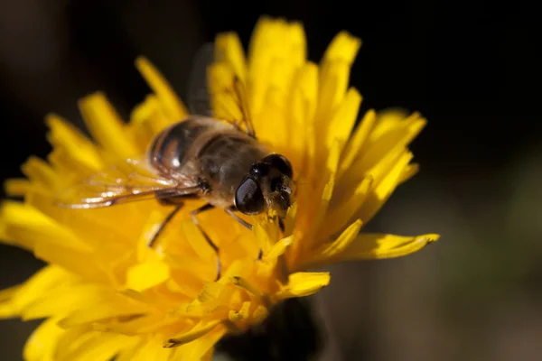 정원에 있는 벌 — 스톡 사진