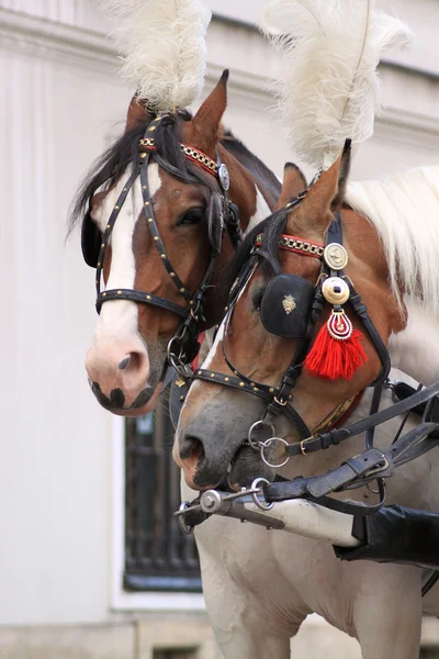 Caii din Cracovia Imagine de stoc