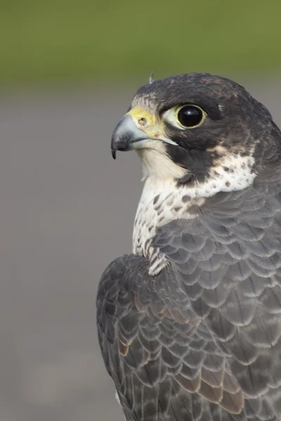 Falcon's eye — Stockfoto