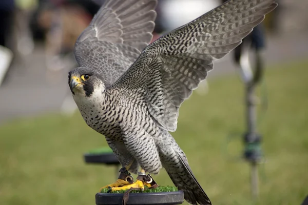 Falcon fotografii de stoc fără drepturi de autor
