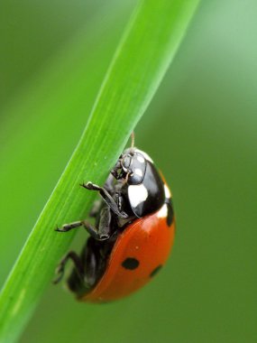 Lady bug clipart