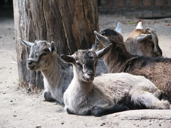 Sweet goats — Stock Photo, Image