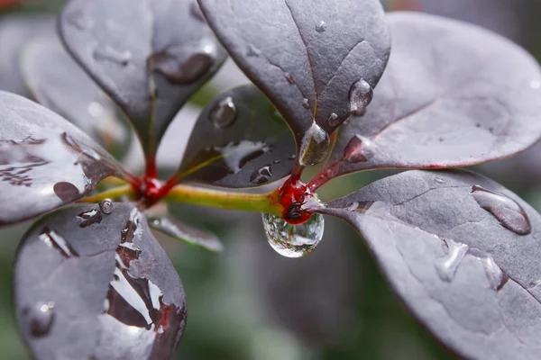 stock image Garden