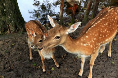 Roe deer clipart