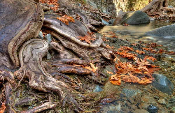 木の根し、葉 — ストック写真