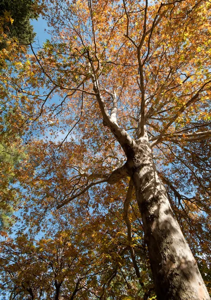 Sonbaharda çam ağacı — Stok fotoğraf