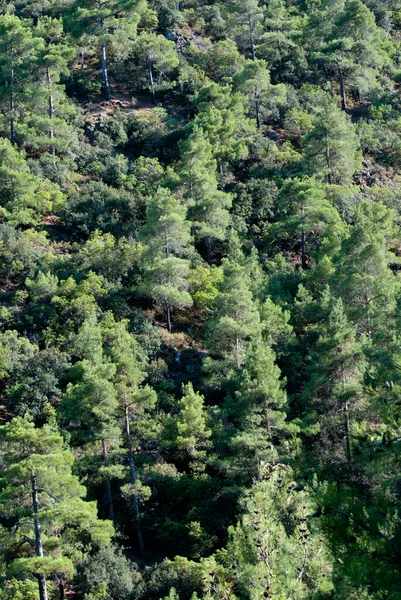 stock image Pine tree