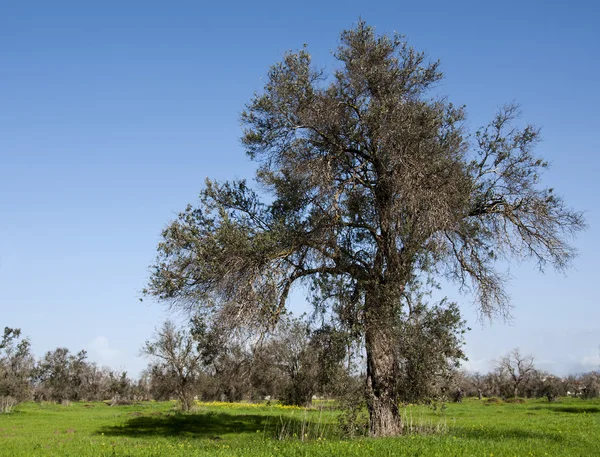 橄榄树，蓝天 — 图库照片