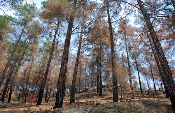 Resti di un incendio boschivo — Foto Stock