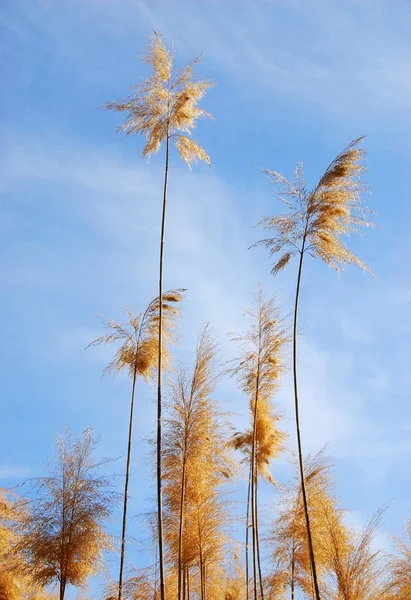 Common reed (phragmites) plant — Stock Photo, Image