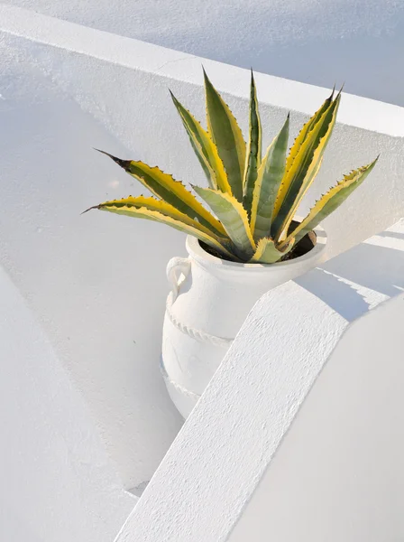 stock image Cactus plant