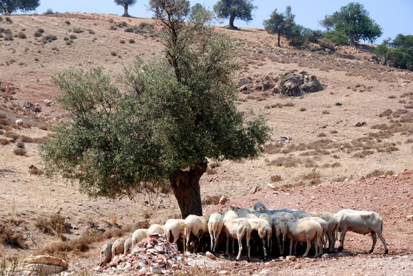 Grupo de animales de la cabra — Foto de Stock