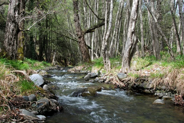 Stream in the forest — Stock Photo, Image