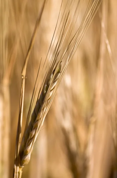 Getreidepflanze — Stockfoto