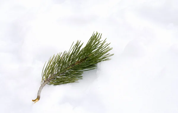 Pine needles in snow — Stock Photo, Image