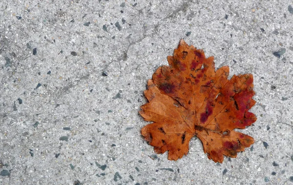 Feuille d'automne — Photo
