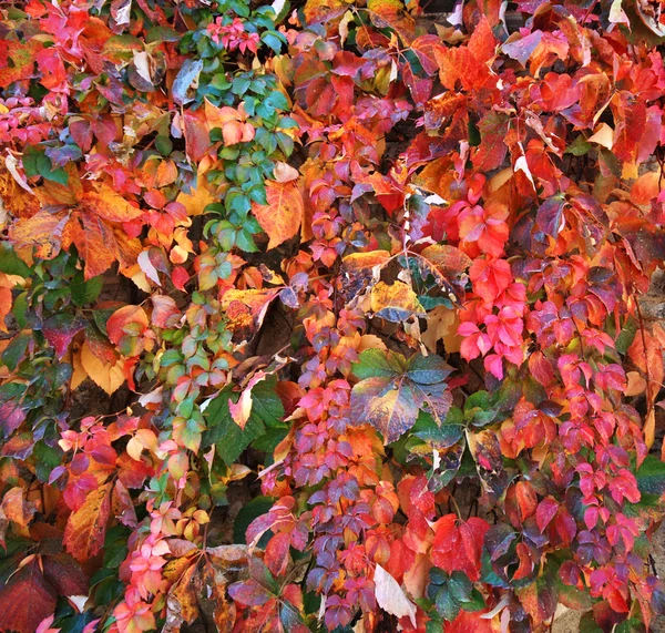 Красочная листва — стоковое фото