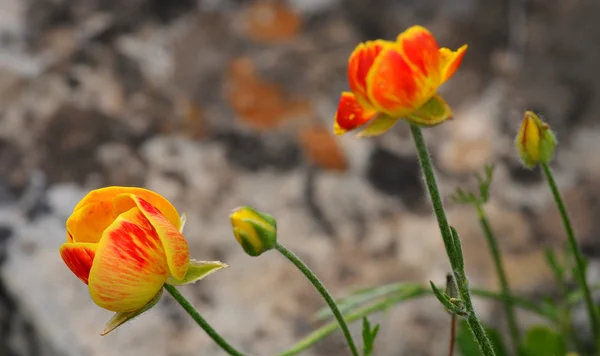 Colourful poppy flowers — Stock Photo, Image