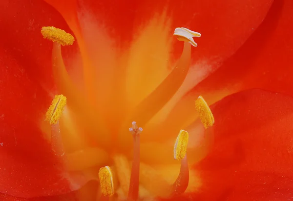 Crocus rouge fleur — Photo