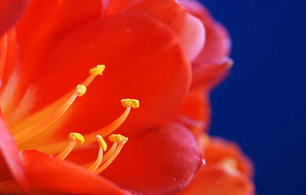 Crocus rouge fleurs — Photo