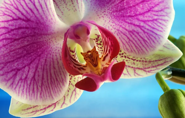 Orquídea branca e rosa (Phalaenopsis ) — Fotografia de Stock