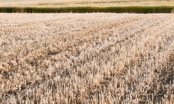 Wheat filed — Stock Photo, Image