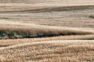 Wheat field clipart