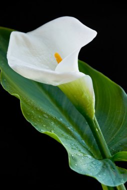 Calla lily clipart