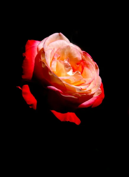 Rose isoliert auf schwarzem Hintergrund — Stockfoto