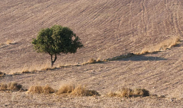 Samotne drzewo na pola uprawne — Zdjęcie stockowe