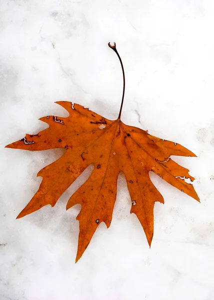 Folha de outono em neve — Fotografia de Stock