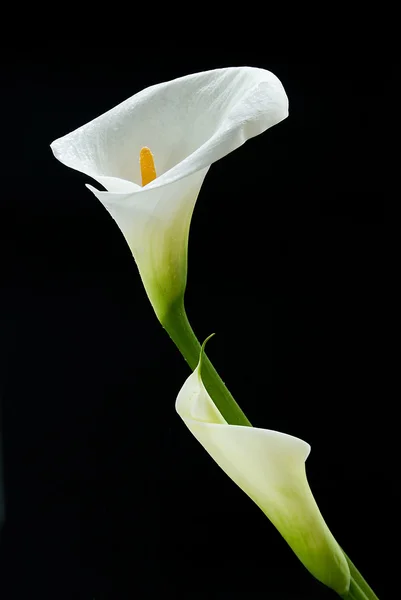 Calla lily — Stock fotografie