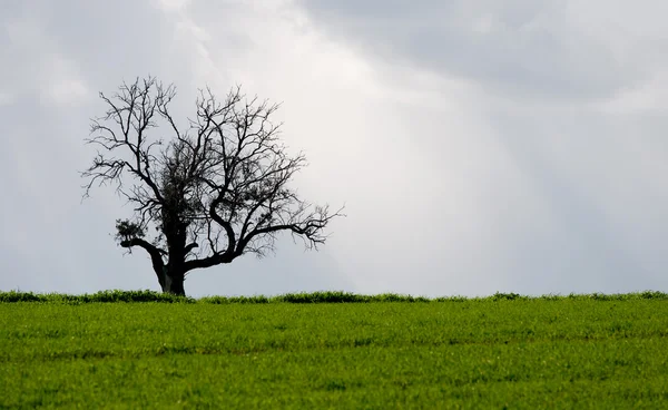 Пейзаж, одинокое дерево на зеленом лугу — стоковое фото