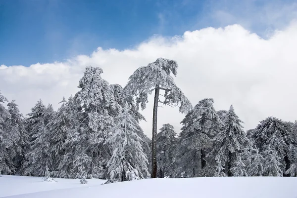 Floresta no inverno — Fotografia de Stock