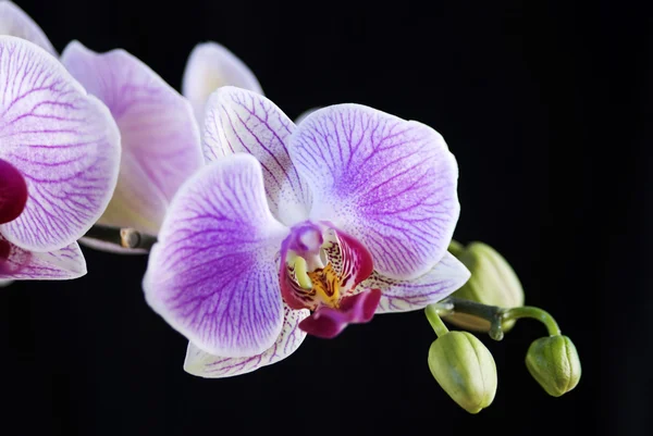Orquídea branca e rosa (Phalaenopsis) isolada — Fotografia de Stock