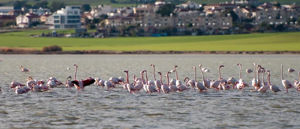 Flamingo kuşları üzerinde Gölü Larnaka, Kıbrıs