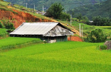 tarım arazisi, vietnam