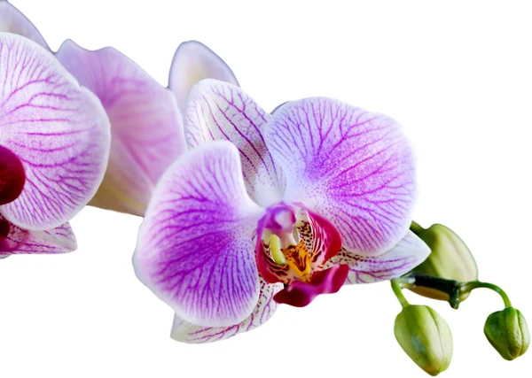 Белая и розовая орхидея на белом фоне — стоковое фото