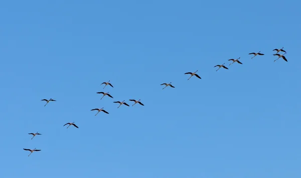 Flamencos aves volando — Foto de Stock