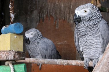 Pair oh Parrots clipart