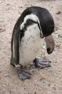 Sad Penguin clipart