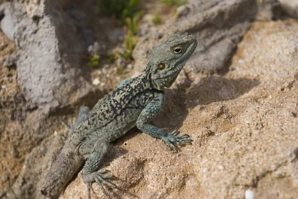 Stock image Bearded Dragon