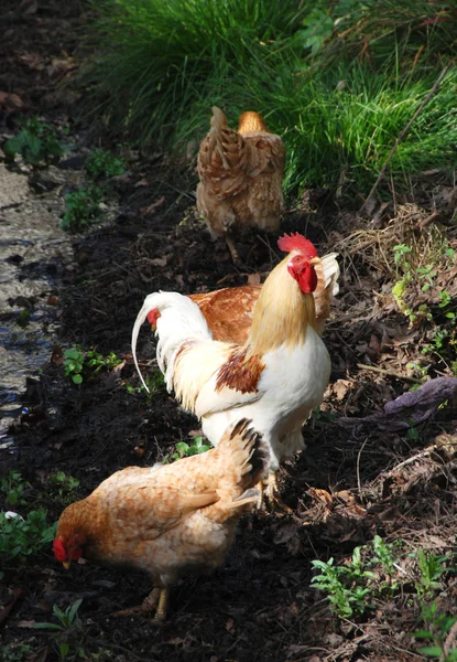 stock image Chicken and roster on the river