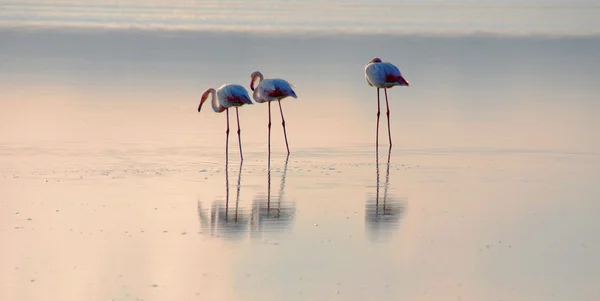 Flamingos — Stockfoto
