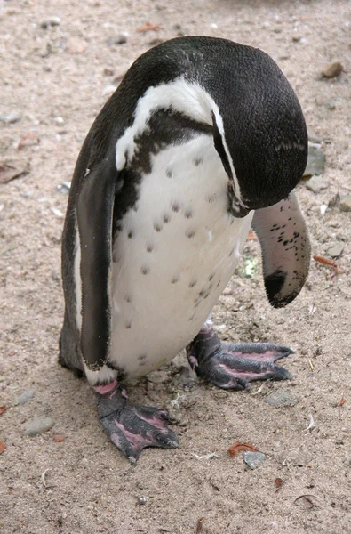 Печальный пингвин — стоковое фото