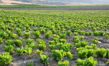 Lettuce field clipart